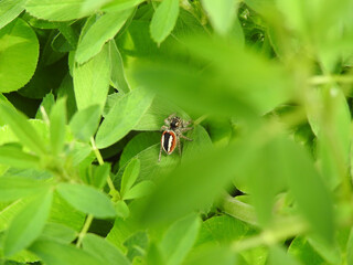 spider on a leaf