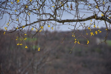 yellow bird fruits on oak tree