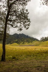 Landscapes of Mount Semeru with trees