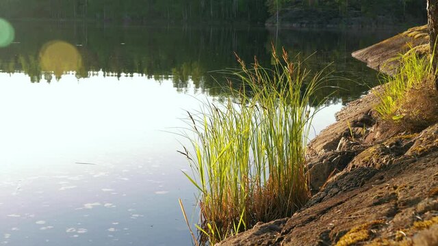 Tufted sedge at rocky shore of a calm lake