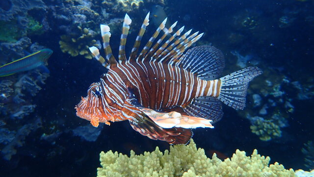 Common lionfish or devil firefish (Pterois miles) undersea, Red Sea, Egypt, Sharm El Sheikh, Nabq Bay. Also called Indian lionfish.
