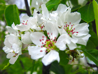 young pear tree blooms with white flowers in spring