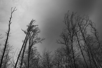 trees on the background of the storm clouds