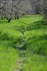 narrow path in green grass