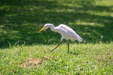 Great White Egret (Ardea Alba) Heron