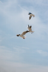 Fototapeta na wymiar Beautiful white seagulls fly and soar in the sky in cloudy spring weather.