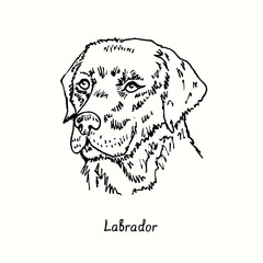 Labrador Retriever muzzle front view. Ink black and white doodle drawing in woodcut style.