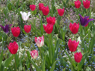 Nice various spring colorful flowers in the public city place