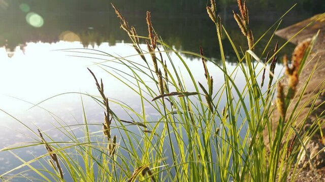 Tufted sedge at shore of a calm lake