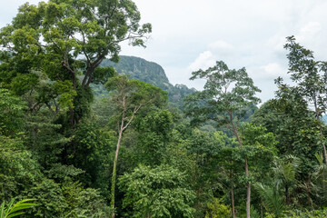 Obraz premium rain forest in asian tropics