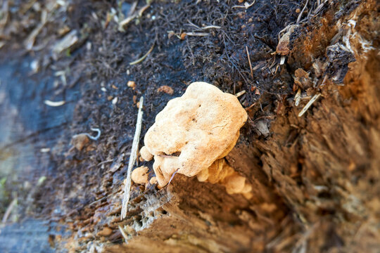 yellowish misshapen mushroom on a tree trunk