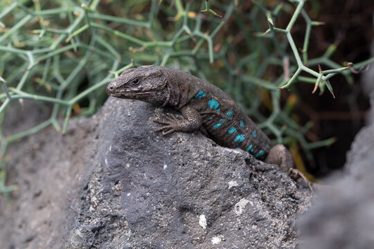 Atlantic lizard with beautiful bluish specks