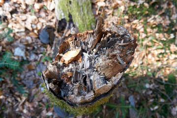 close up of a tree trunk with moss and leaves