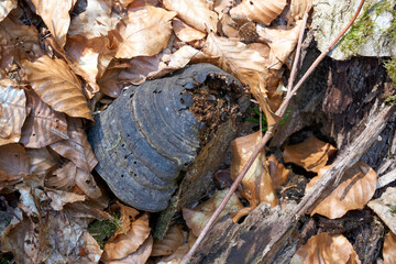 close up of a rotting black mushroom