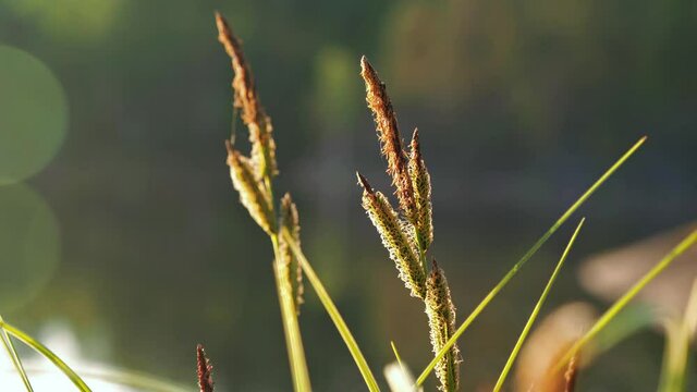 Spikes of tufted sedge by lake