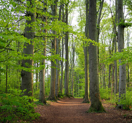 Waldweg am Bahlinger Eck