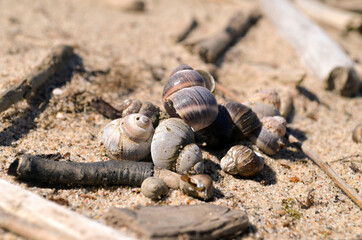 snail on the beach