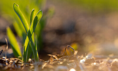 Leaves of young spring barley on a field of agriculture. Sprouting wheat sprout in the bright sun. Blurred background and place for copy space. Place for text