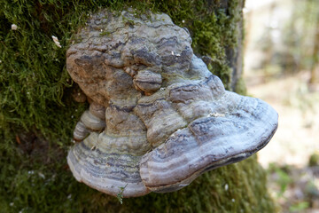 giant mushroom on a moss covered tree trunk