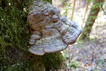giant mushroom on a moss covered tree trunk
