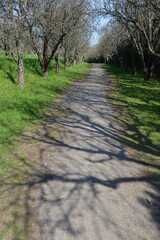 old road in a spring orchard