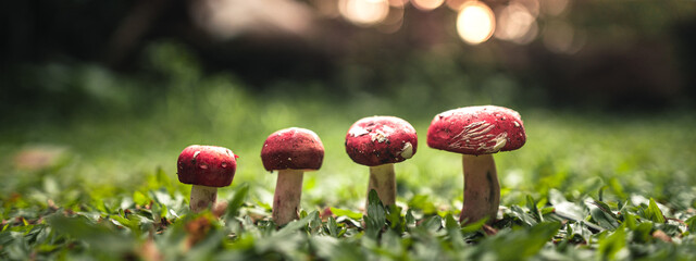 A red mushroom growing on the grass