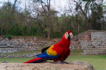 blue and yellow macaw