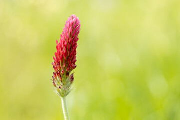 Close up of Crimson clover or italian clover flower head isolated on outdoors. Trifolium incarnatum L.