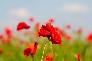 Field of red poppies flowers