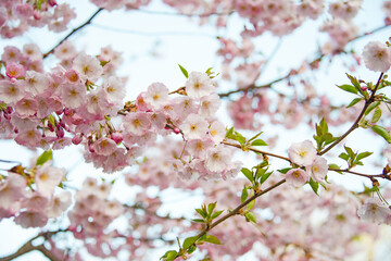 Beautiful spring blooming sakura flowers branch background