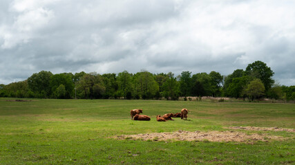 Cattle in a lush green pasture with copy space