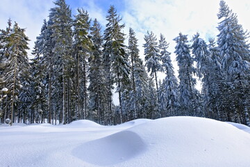 Snowdrift. Winter in the forest, snow-capped spruces.