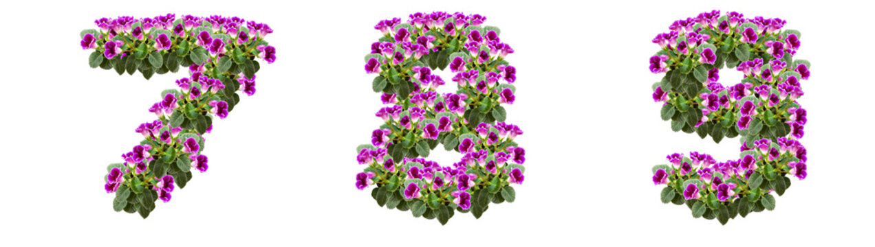 Numbers 7, 8, 9 made of purple flowers and leaves