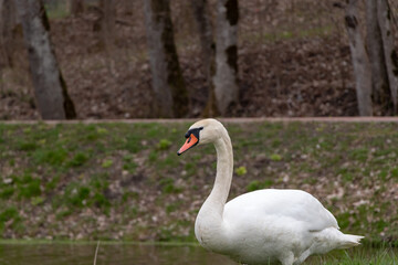 White swan by the pond in green grass early spring. cloudy day.