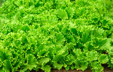 Green lettuce leaves on the garden bed in the vegetable field. Lettuce in the garden. Gardening. Background with green salad in the open field, close-up. Lactuca sativa green leaves