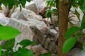 lizard on a branch