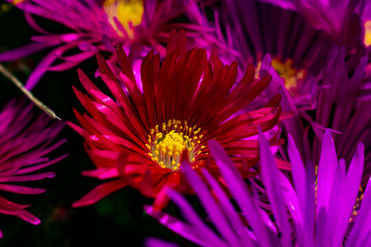 flor