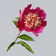 Bright peony flower with pink petals and yellow stamens isolated on gray background.