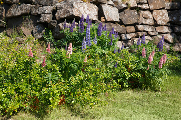 Fototapeta na wymiar Blooming lupins near the old masonry in the garden on a sunny summer day.