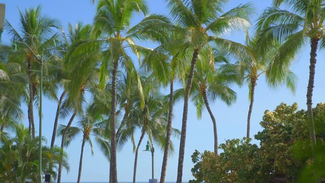 Palm trees background in 4k slow motion 60fps