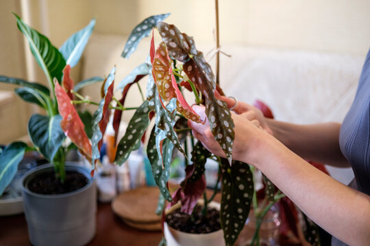 The process of pruning begonia maculata cuttings. Spring plant pruning. Plant care. Urban jungle.