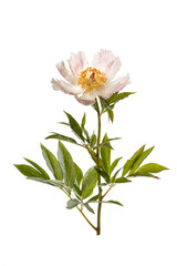 Fototapeta na wymiar Delicate pale pink simple peony flower a isolated on a white background.