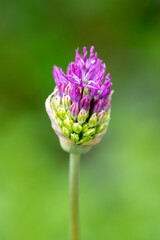 Allium hollandicum persian onion dutch garlic purple flowering plant, ornamental flowers starting to bloom, small buds