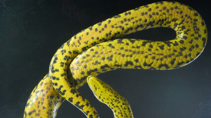 Photo of yellow crawling anaconda with bottom view