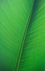 Banana leaf close up. Texture tropical banana plant leaf in tropic jungle climate.