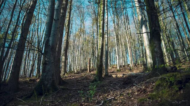 Time lapse of sunlight and shadows through the forest
