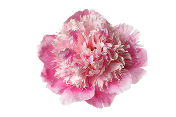 Delicate pink peony flower isolated on white background.