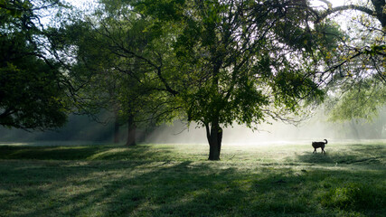 Dog loose wandering a field with fog and sunbeams