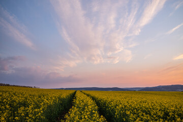 Fototapeta premium sunset over field