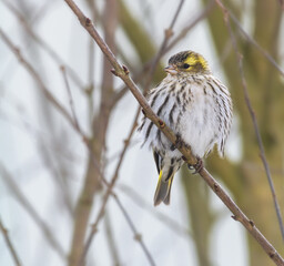 Female black-headed goldfinch